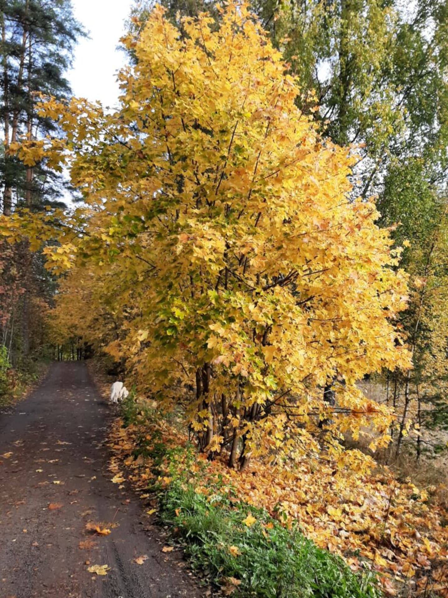 Ahveniston Luontopolku - opastettu kierros