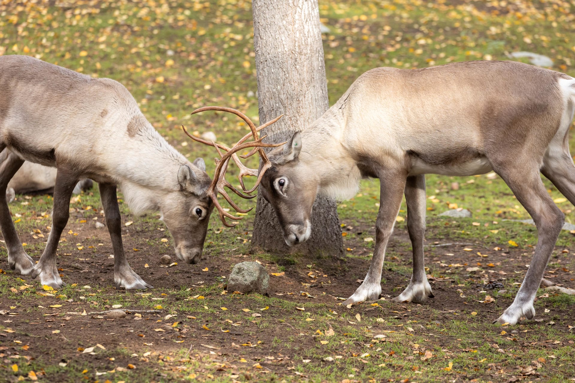 Ranua Wildlife Park - Animals