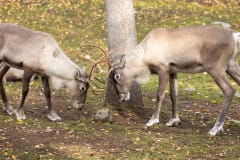 Ranua Wildlife Park - Animals