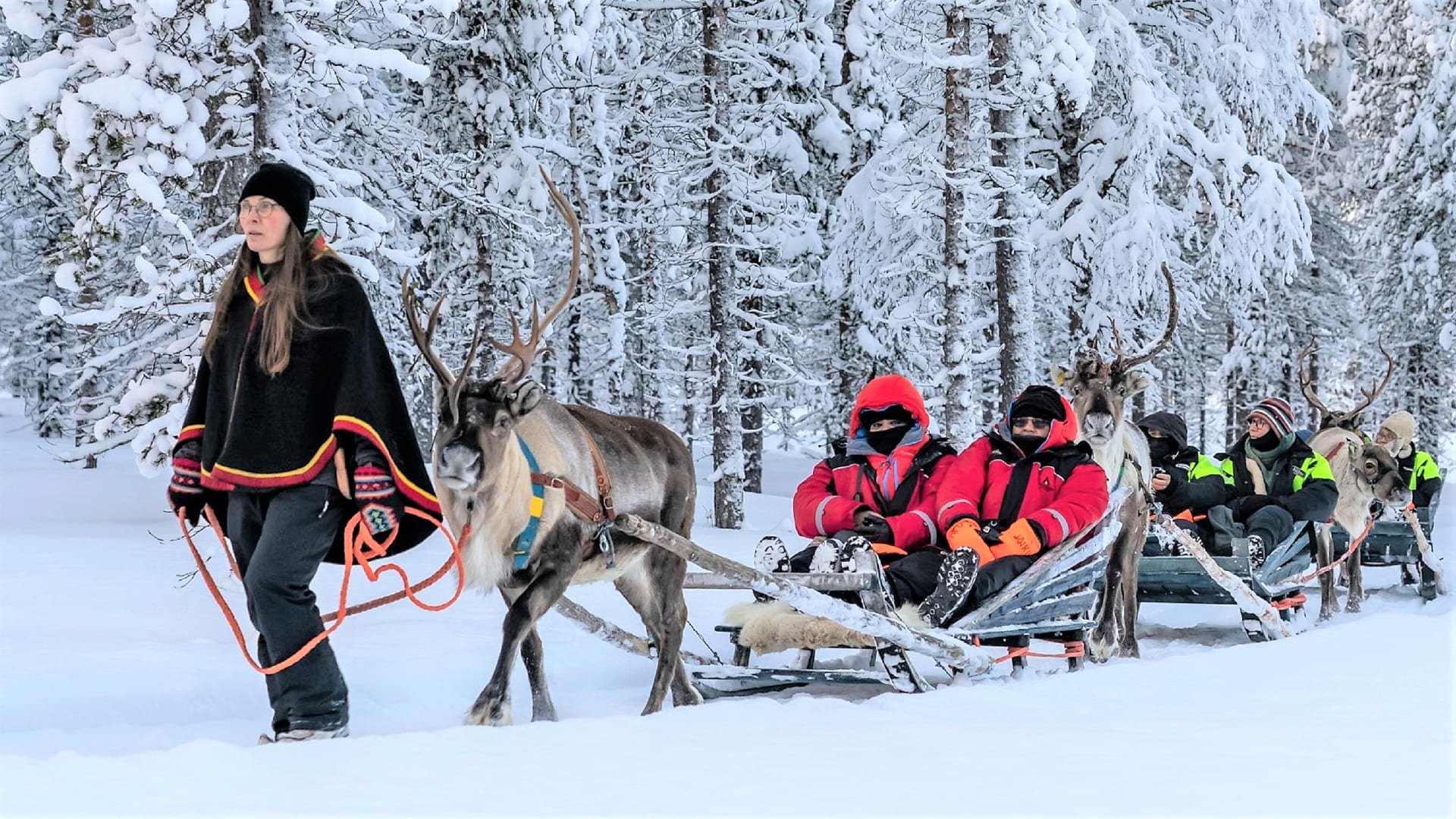 A peaceful reindeer drive in wilderness.