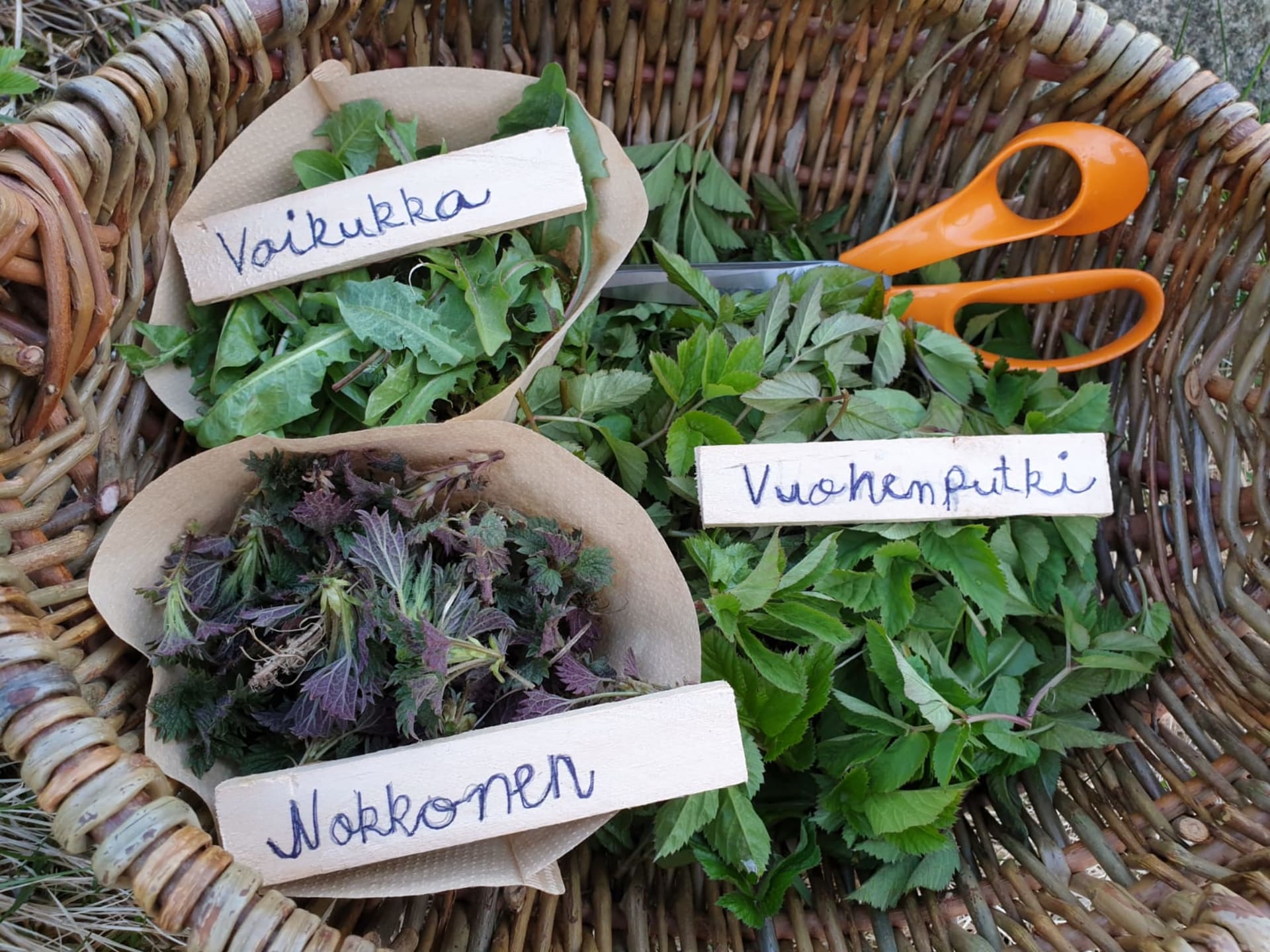 Basket full of wildherbs