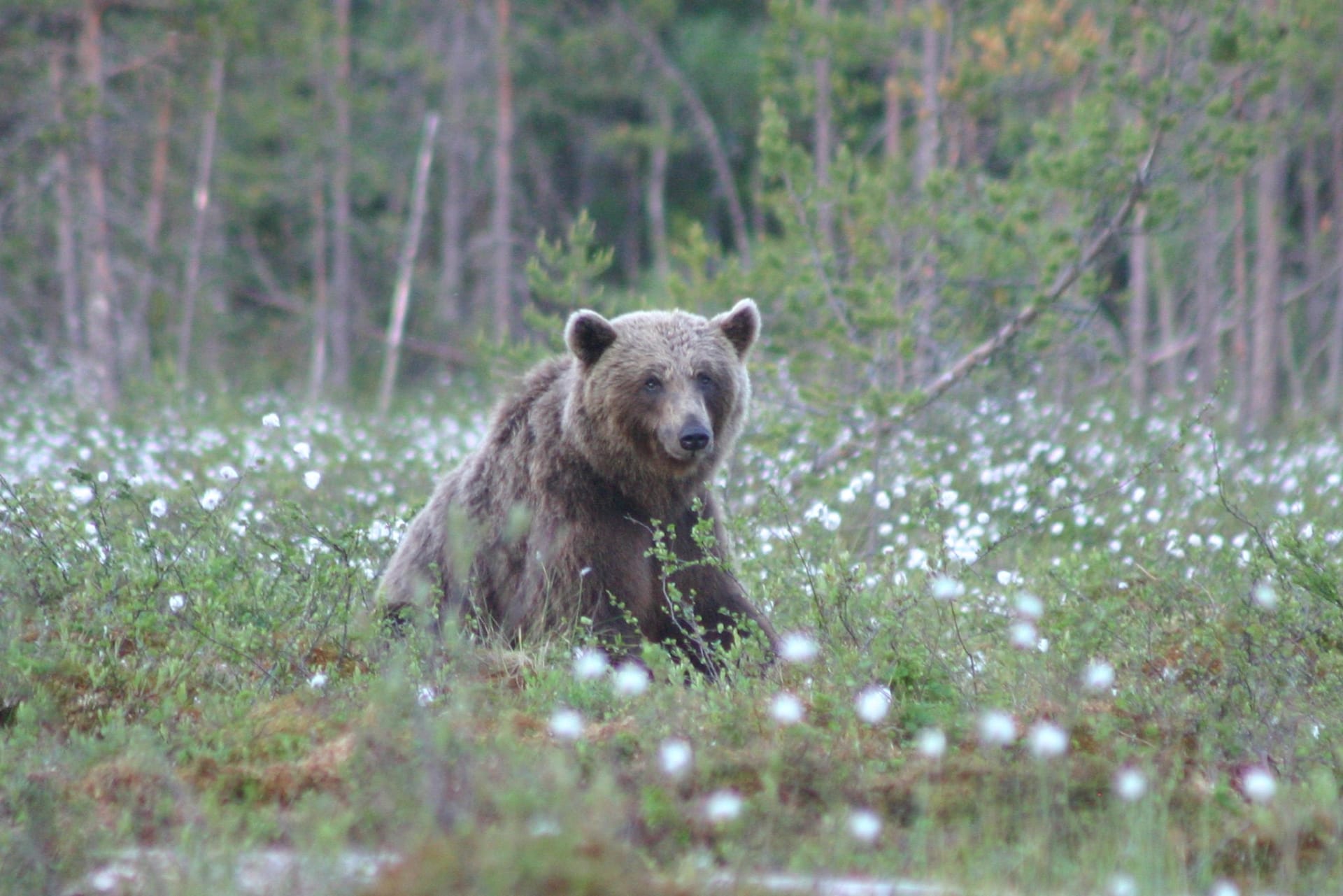 Bear in Cotton Flower field at Martinselkonen