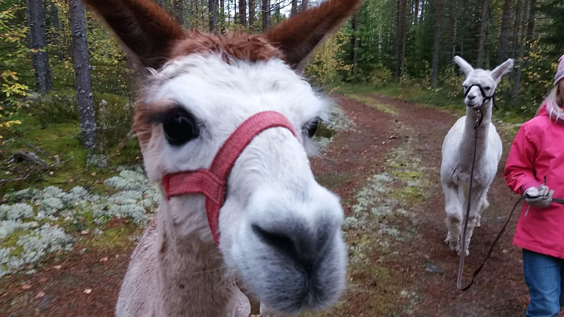 Alpaca walking in a forest