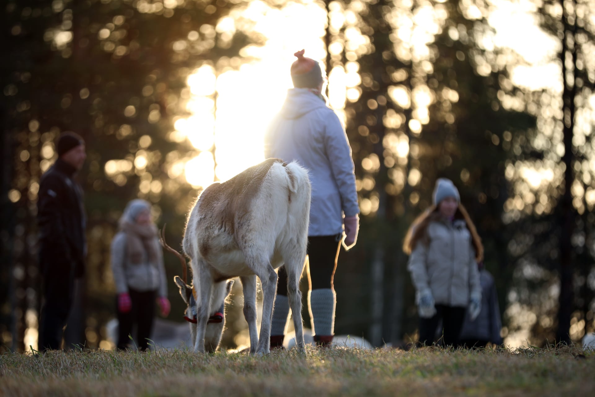 Reindeer yoga at Kujala reindeer farm in Ruka, Kuusamo, Finland