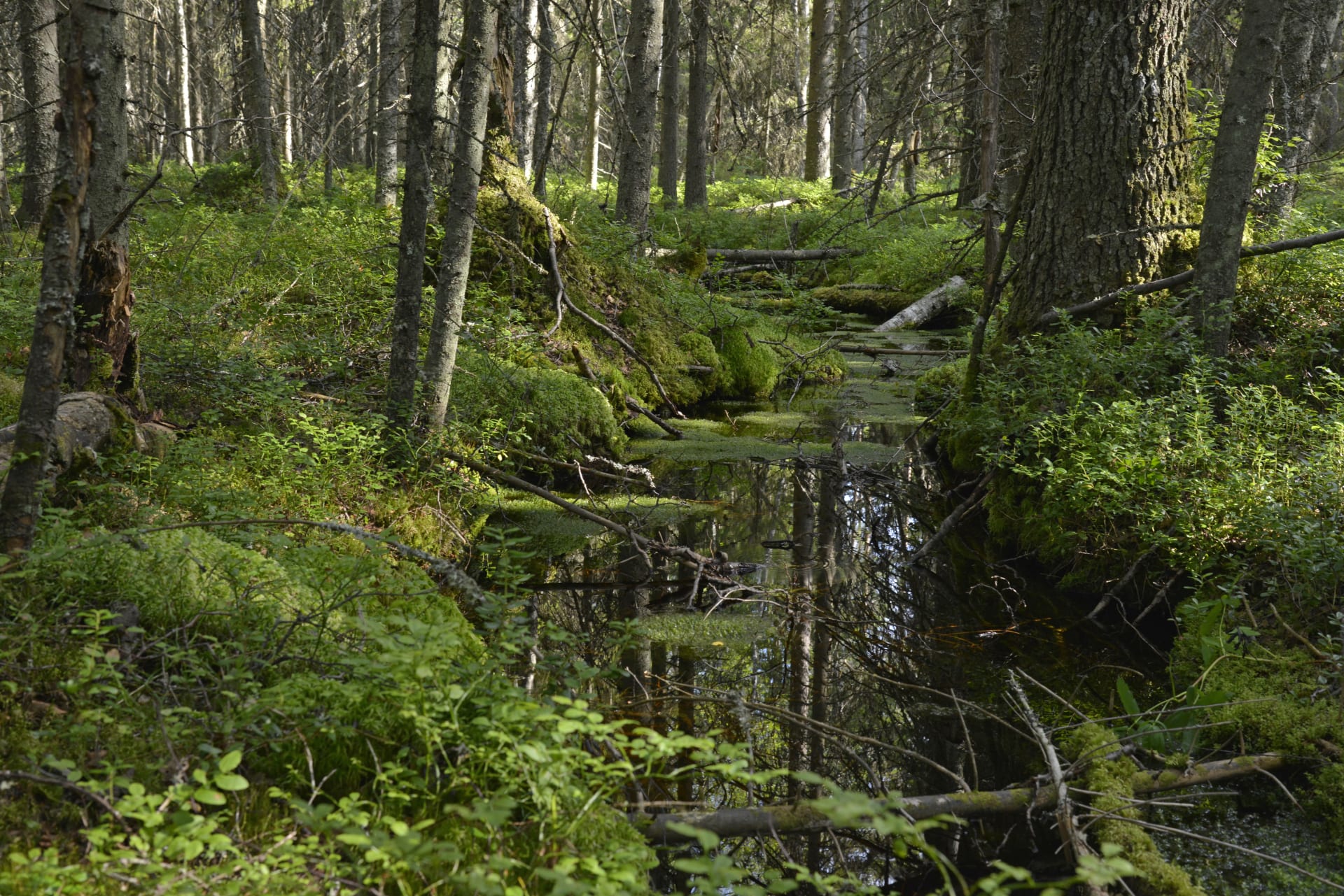 Lauhanvuori National Park