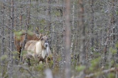 Lauhanvuoren kansallispuisto