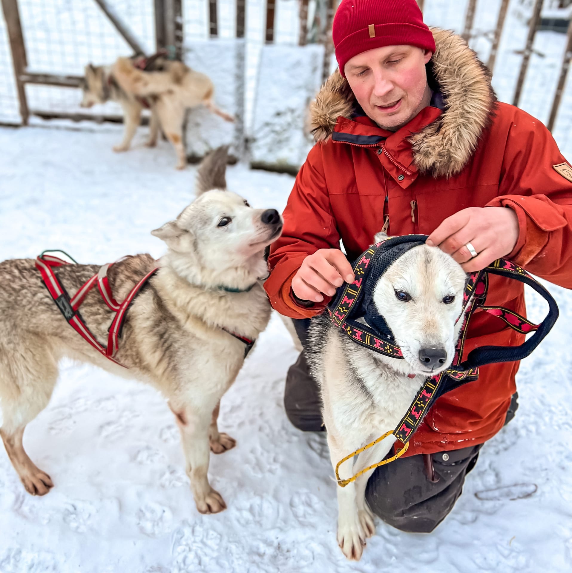 Family husky farm 