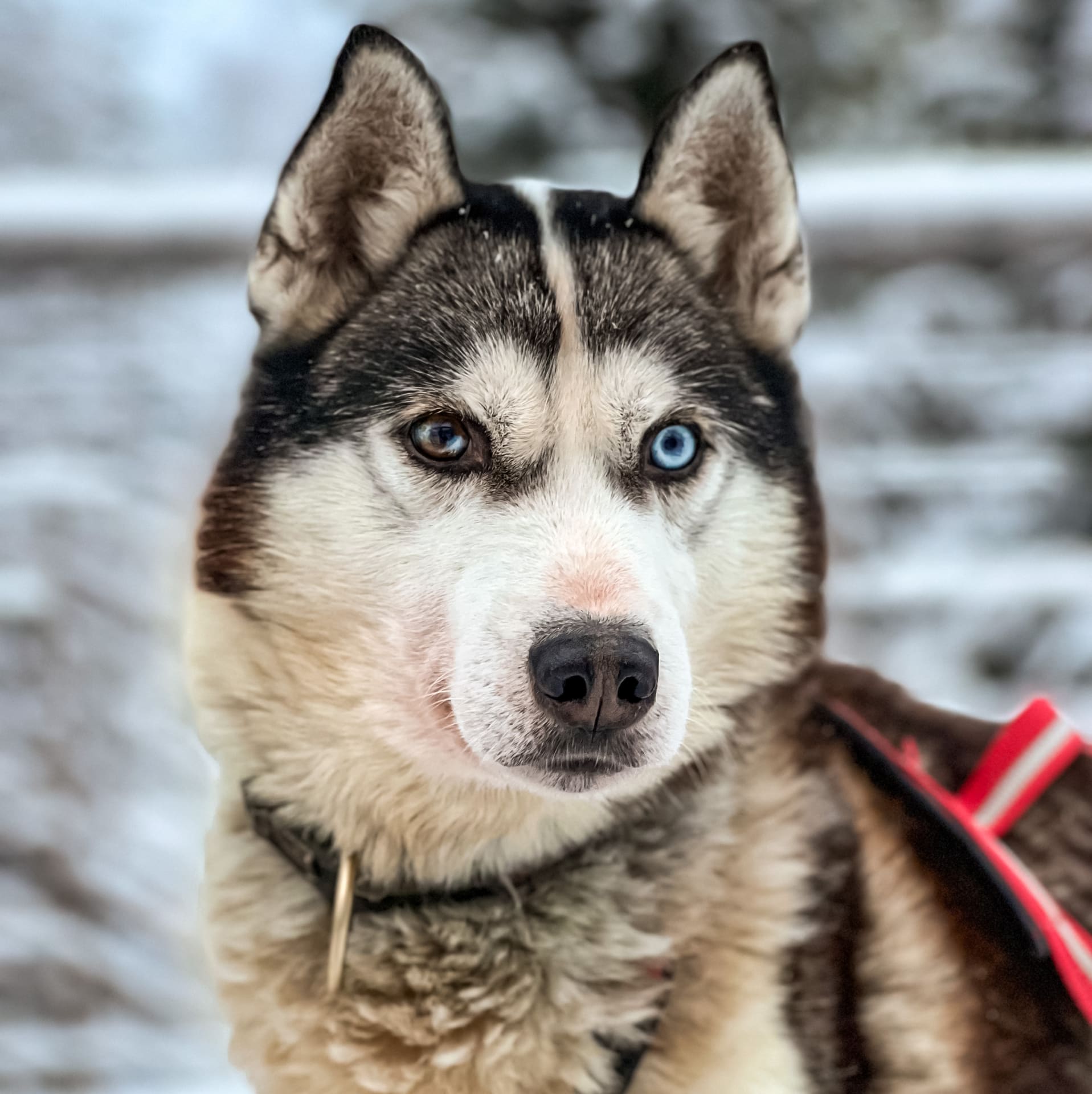 Family husky farm 