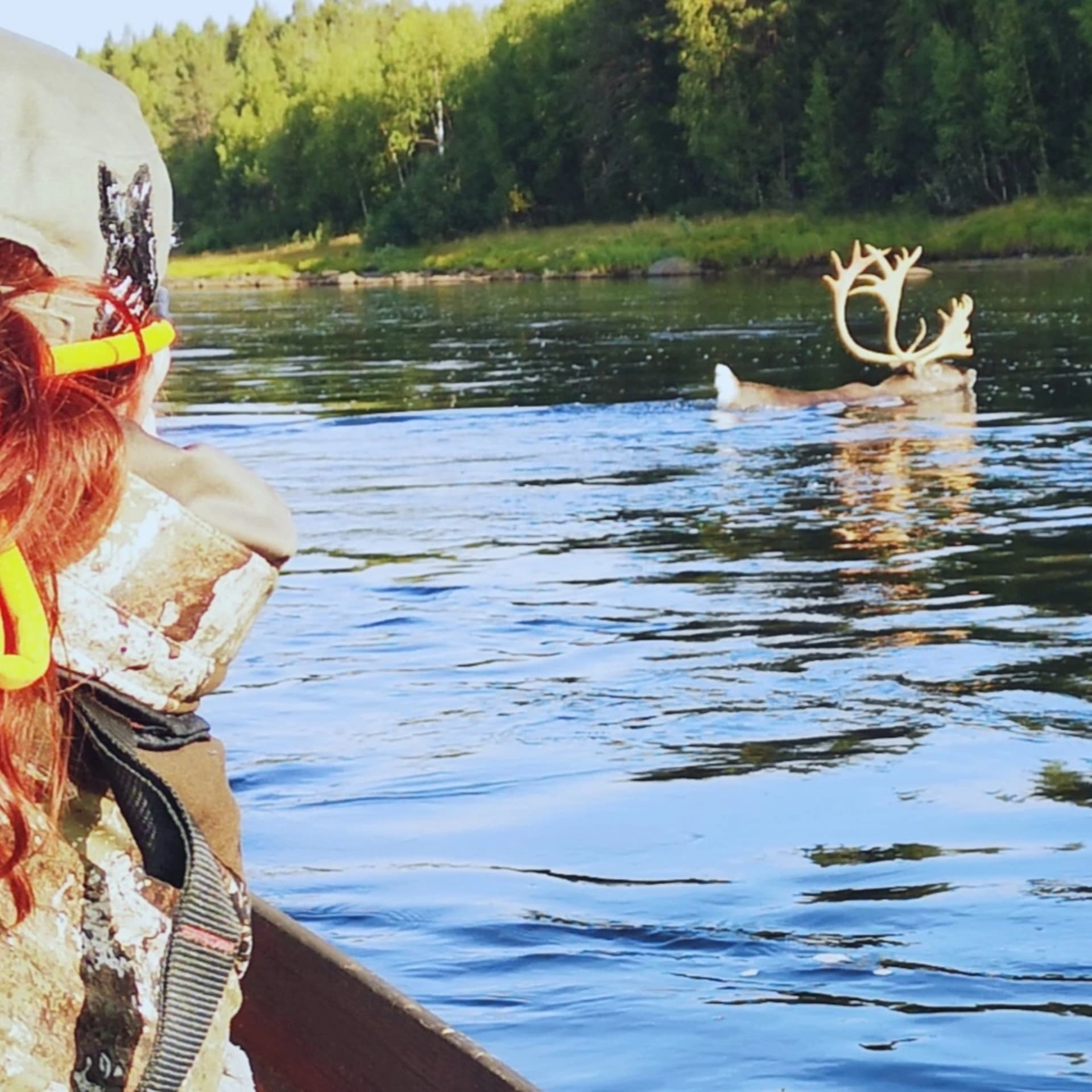 Reindeer can swim
