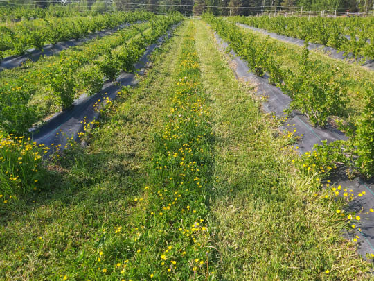 Terassitarjoilu jatkuu marjatarhalle.
