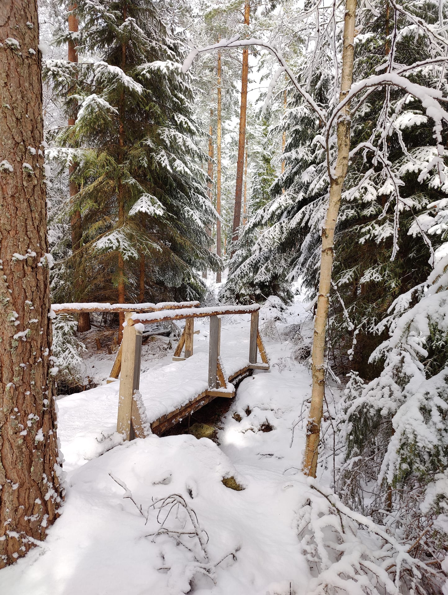 Luminen metsämaisema.