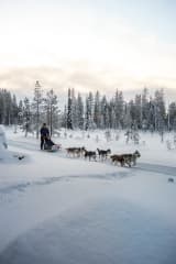 Huskies in winter wonderland