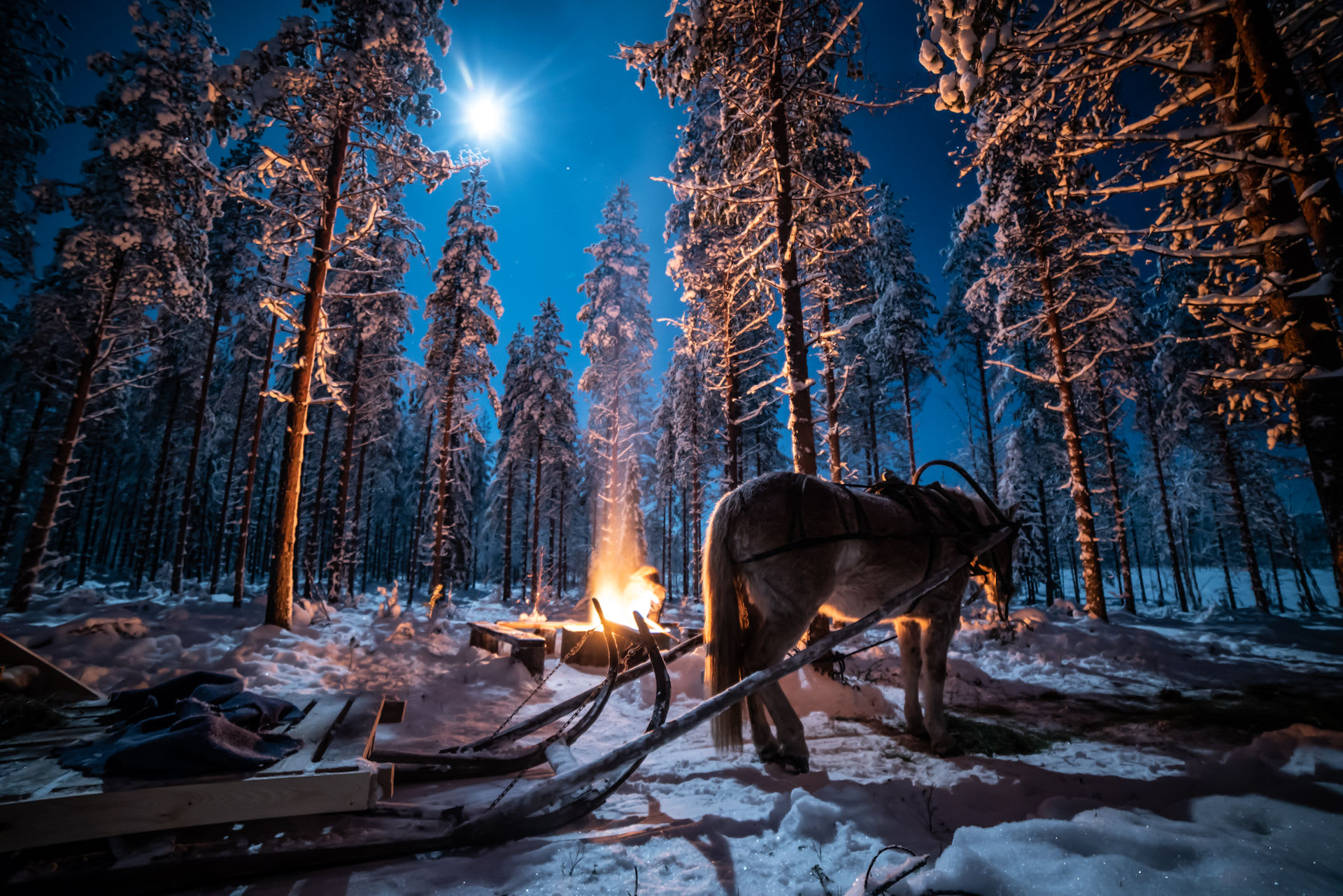 Night time safari with Finnish horses in Ranua, Finnish Lapland