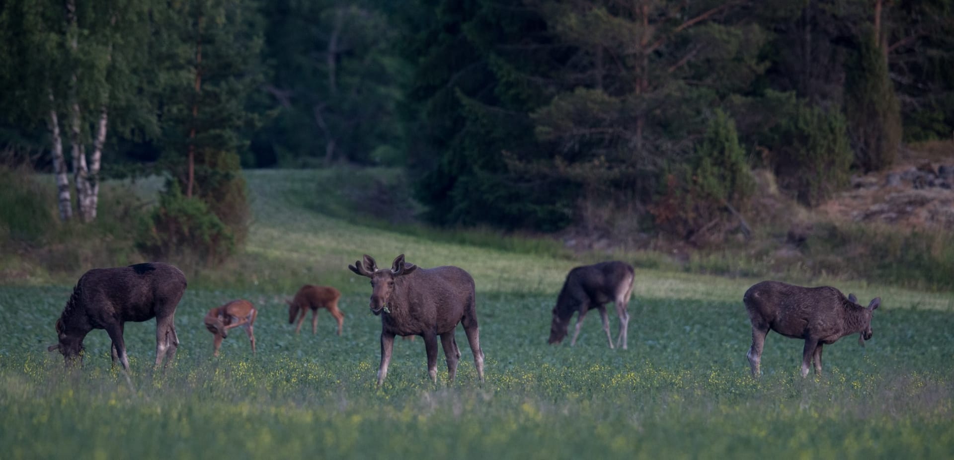 Experience Elk Safari, Finland