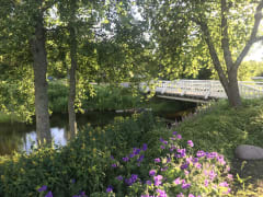 River, purple flowers and a white fenced bridge at Hupisaaret park