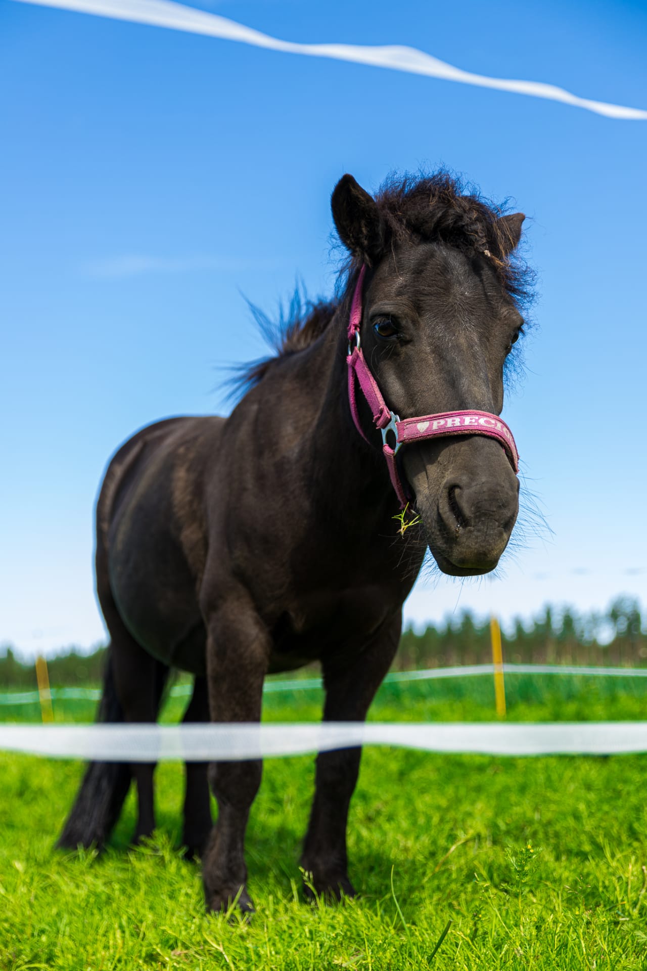 Lännentilan kotieläinpihan poni.