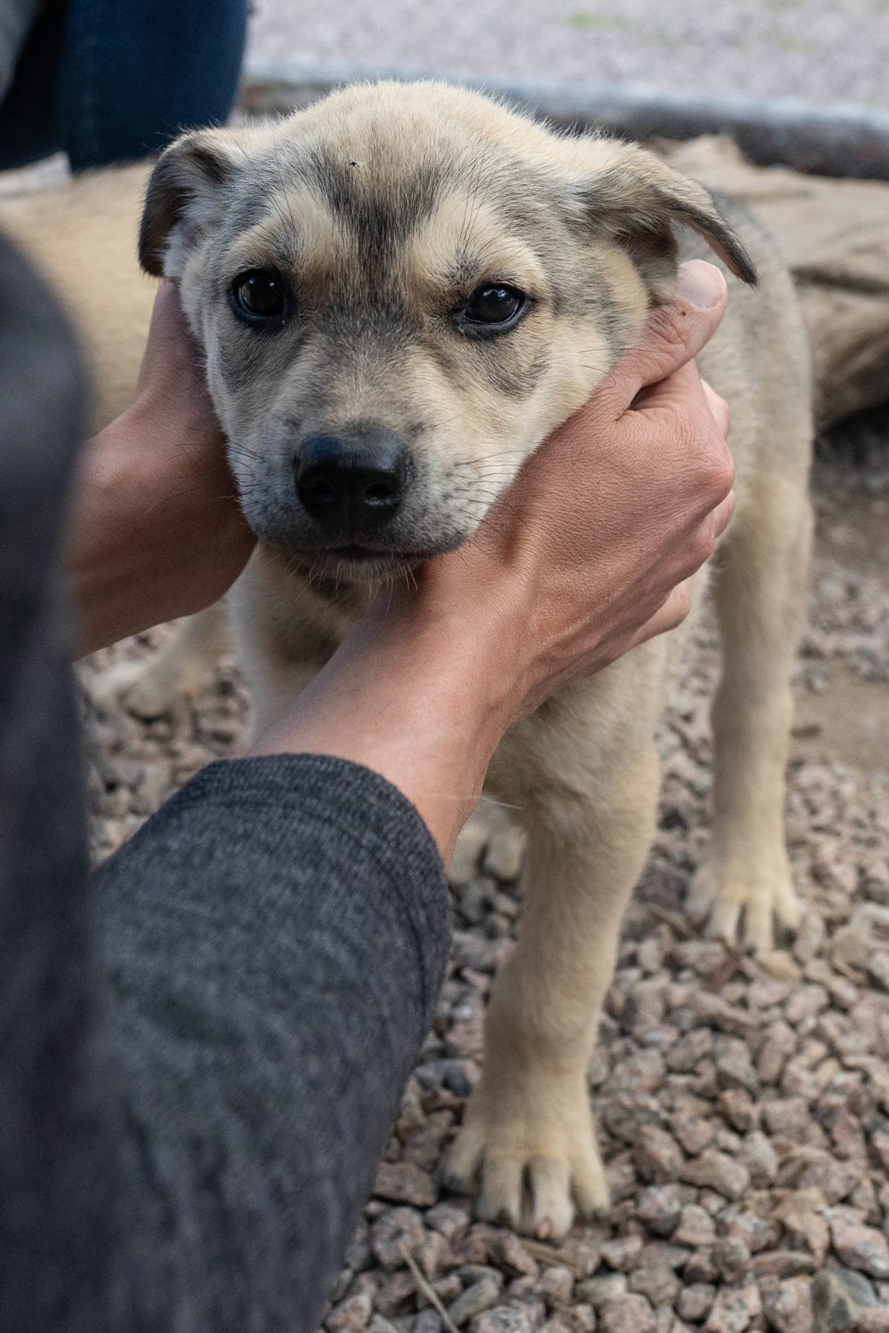 Reindeer & Husky Summer Experience