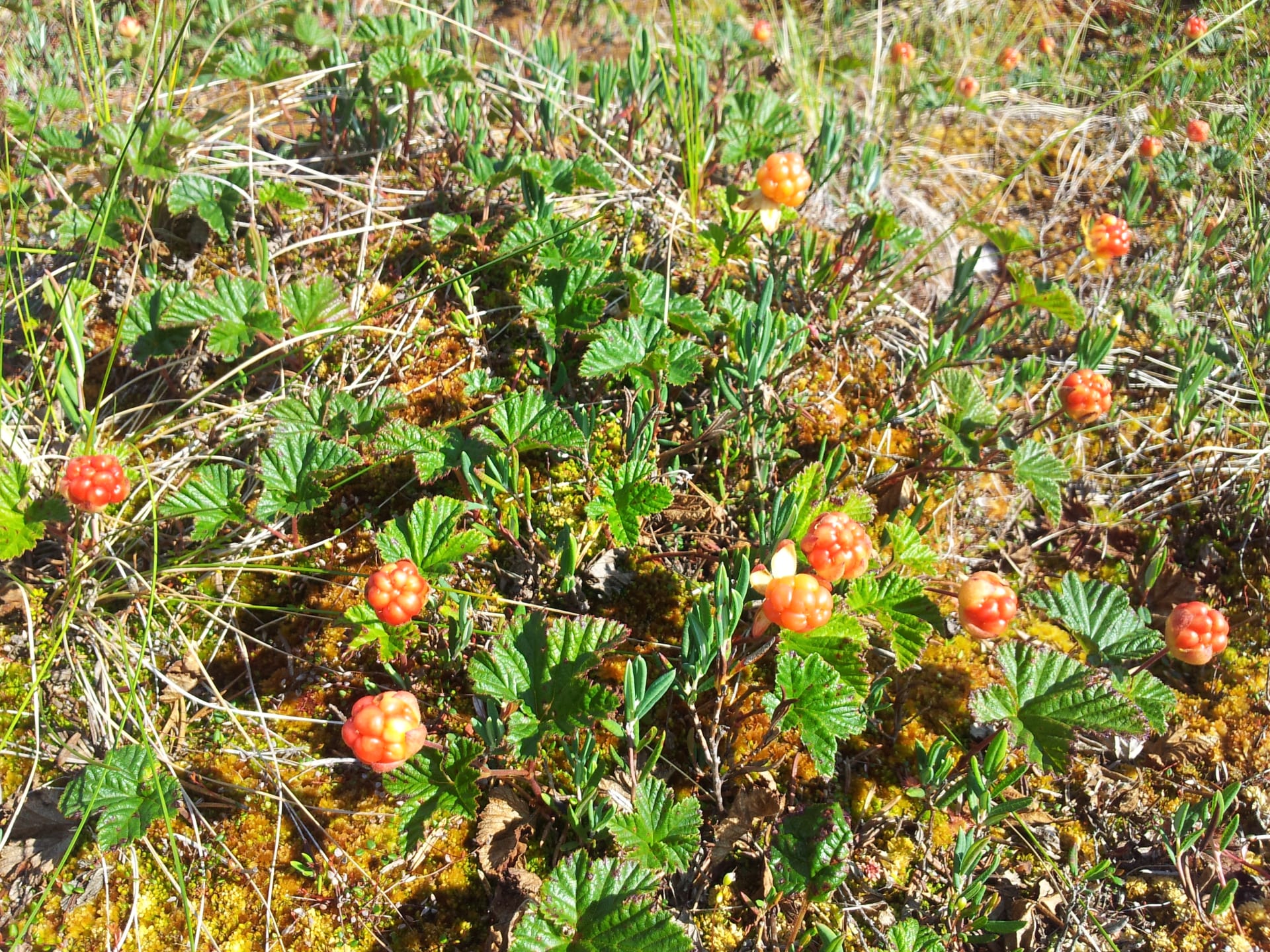 Natur Sea Lapland