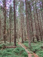 Huonossa kunnossa olevat pitkospuut Riuttaskorven virkistysmetsässä Ylöjärvellä