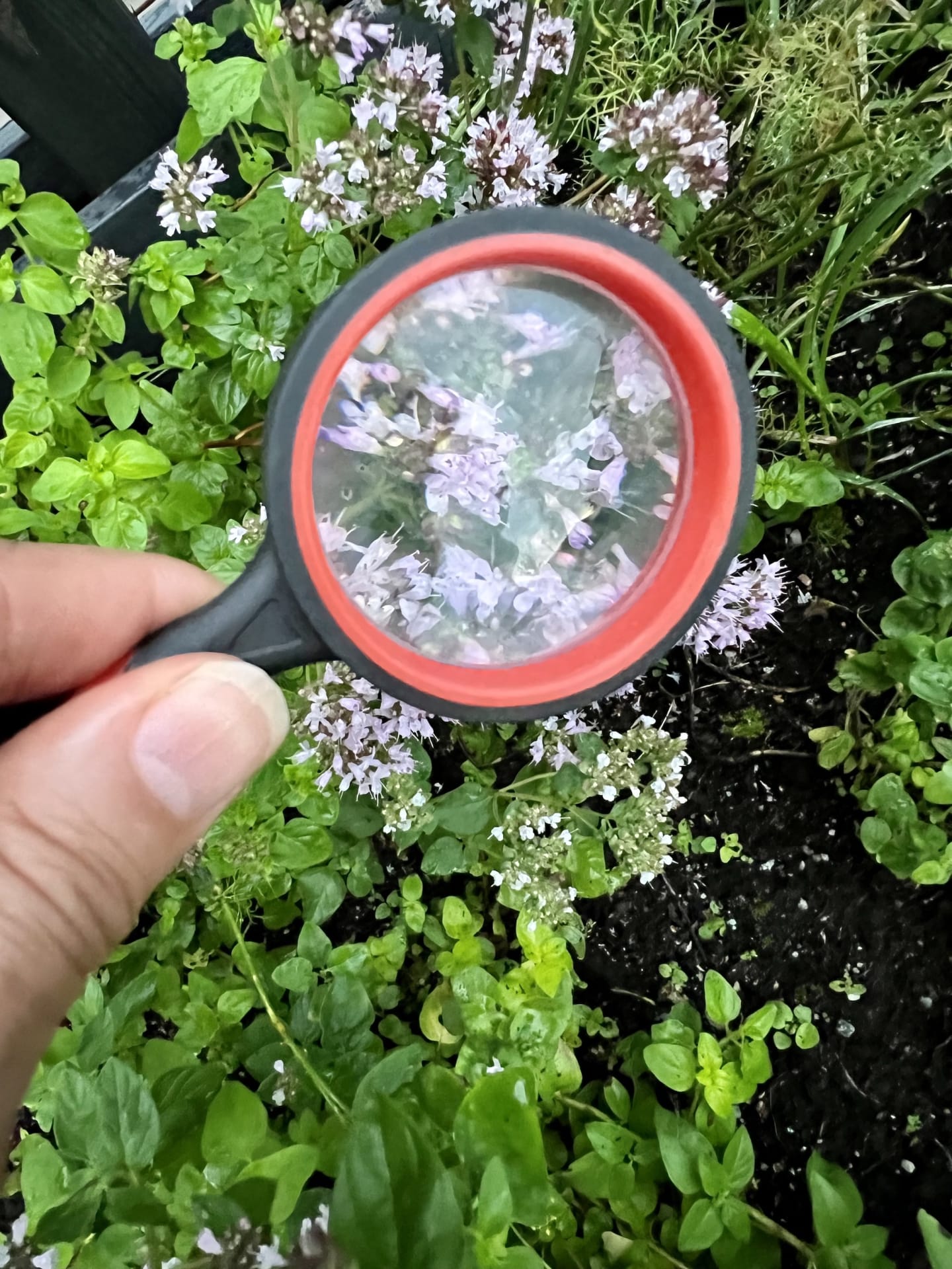 Suurennuslasilla erottaa yksityiskohtia metsäkylvyssä