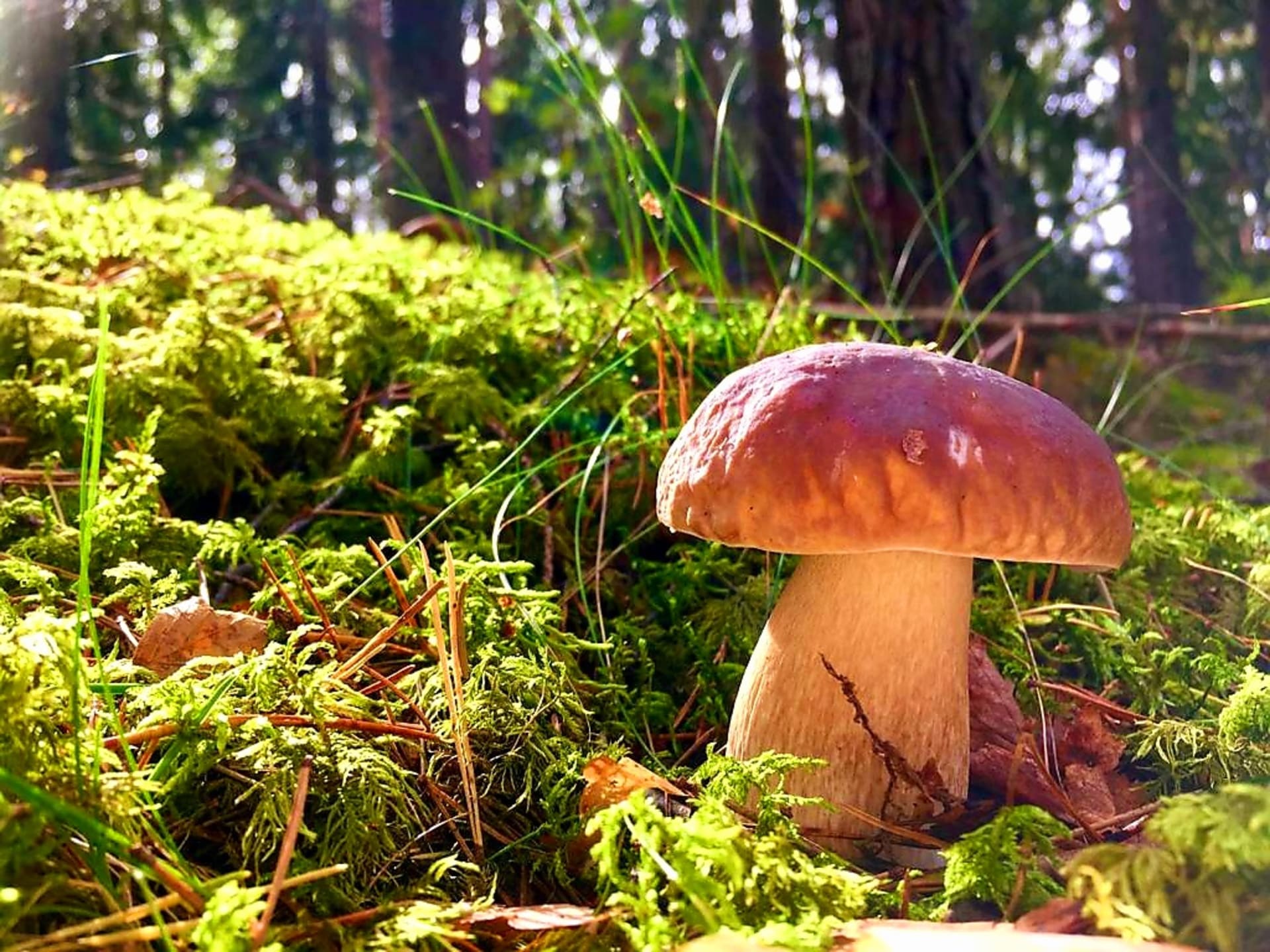 Mushroom Foraging in Nuuksio