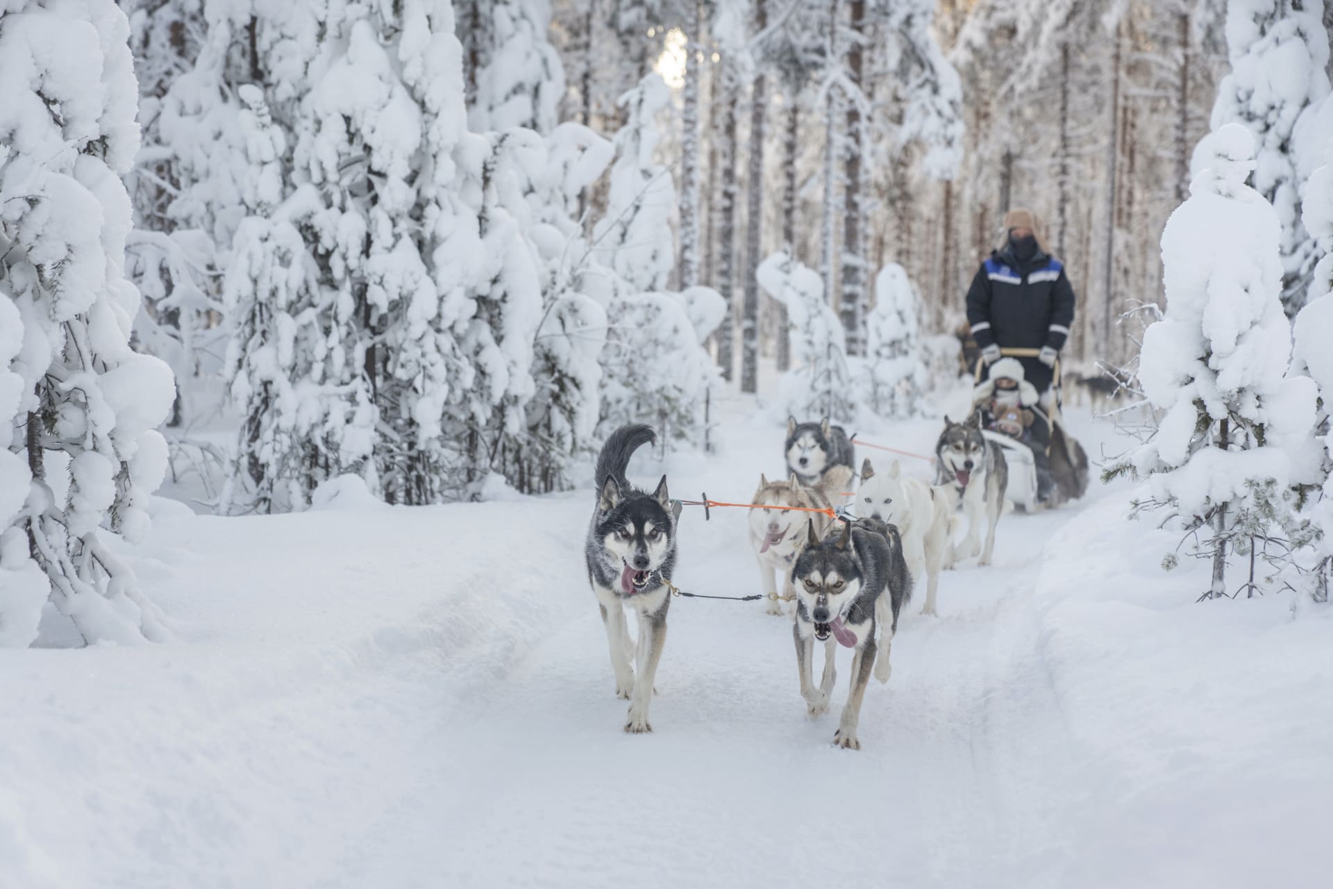 Husky