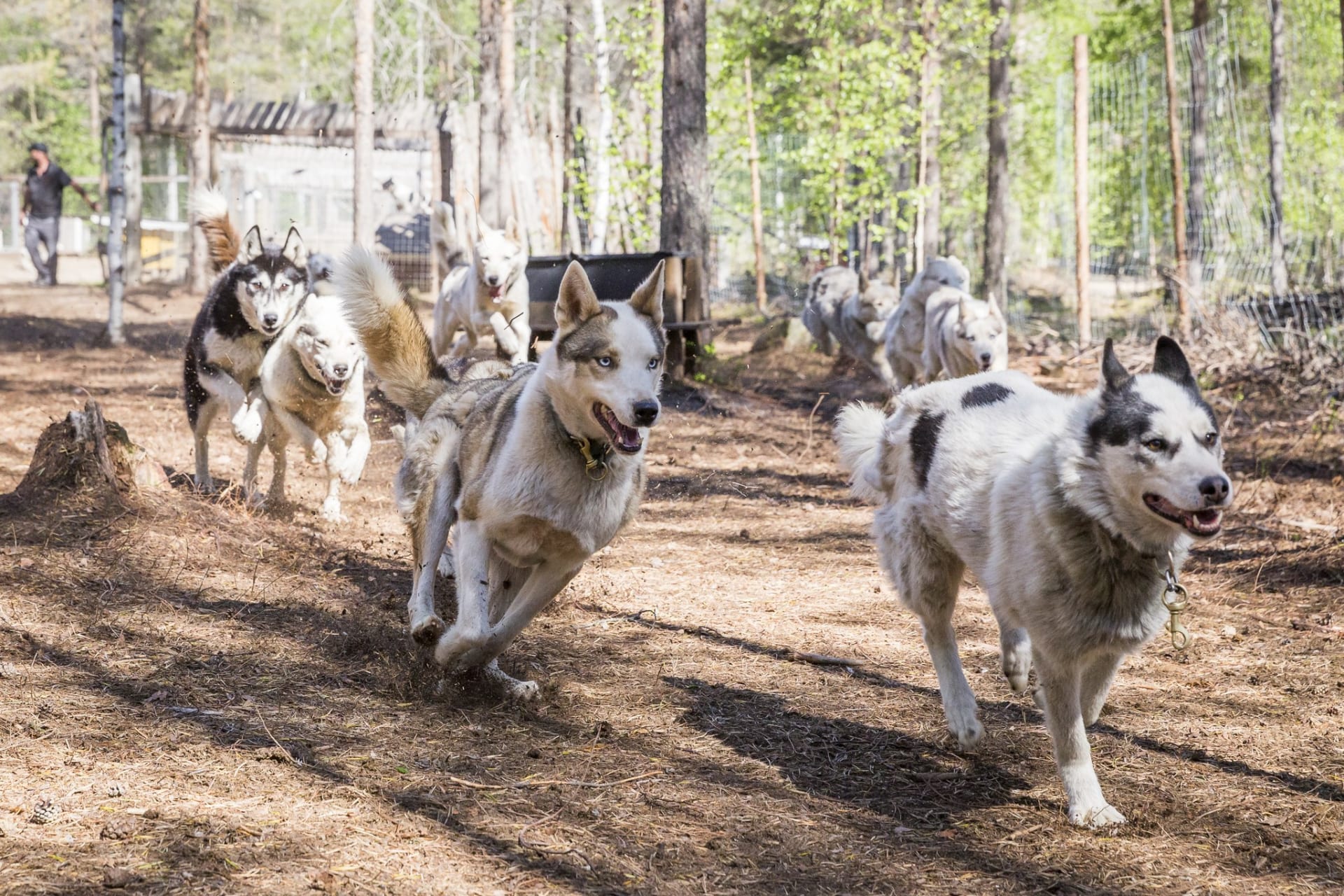 Husky Kennel visits and safaris in Ranua