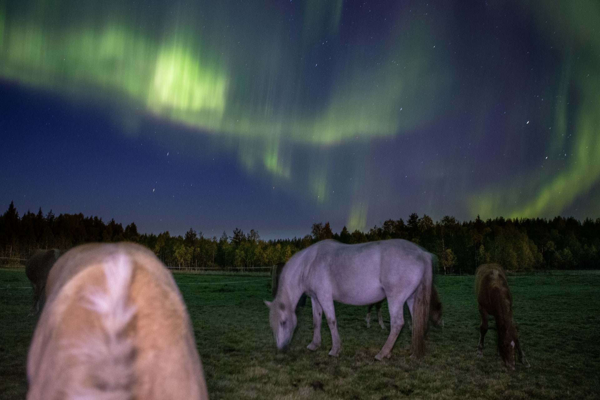 Finn Horses under the Nothren Lights in Rovaniemi, Apukka Resort.