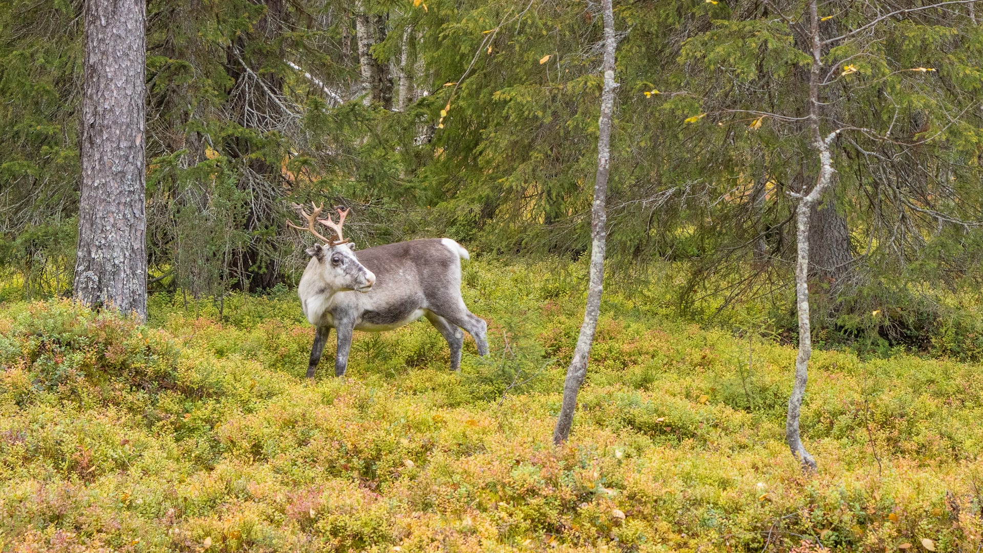 Reindeer