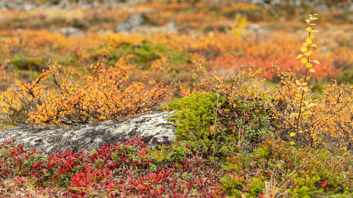 The Colours of Lapland Photo Tour