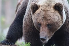 Three National Parks Summer Adventure in South Lapland - bear watching