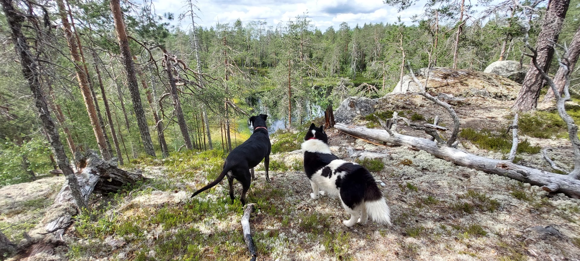 Hikingdogs