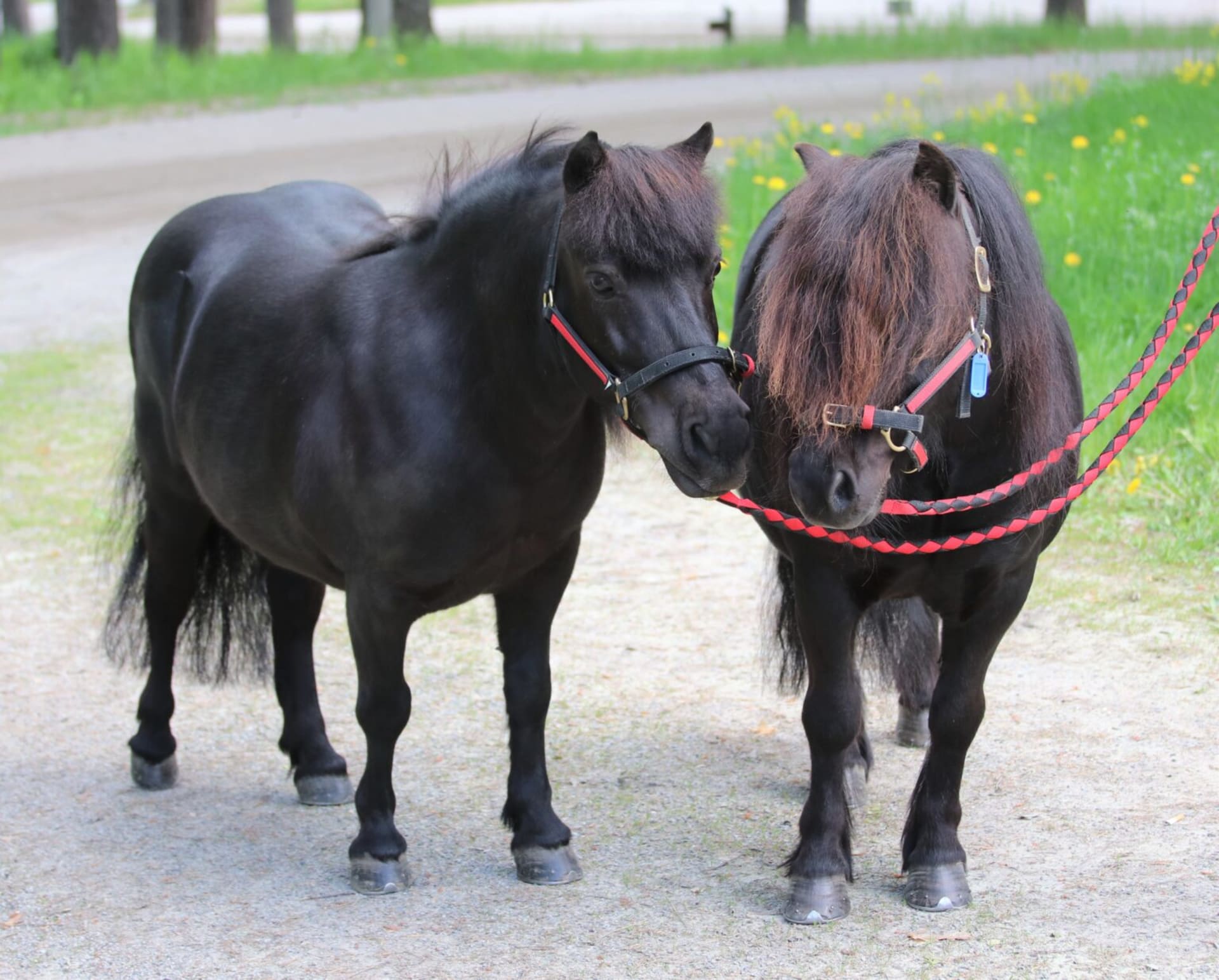 Kuvassa mustaharjainen musta poni ja ruskeaharjainen musta poni turvat vastakkain