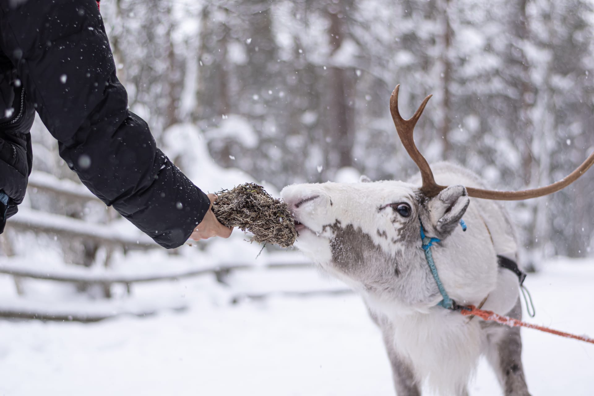 Feed the reindeers.