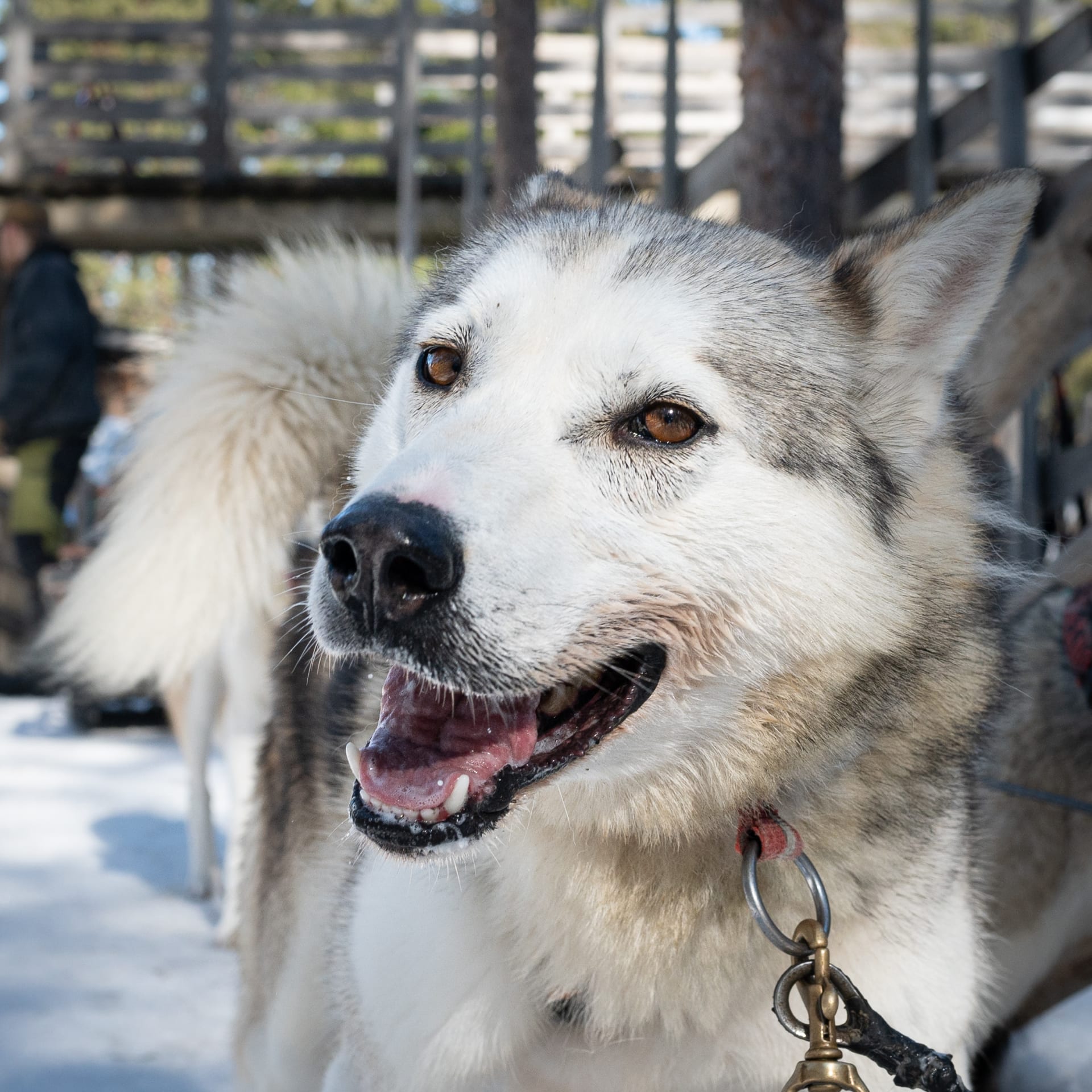Siberian Husky