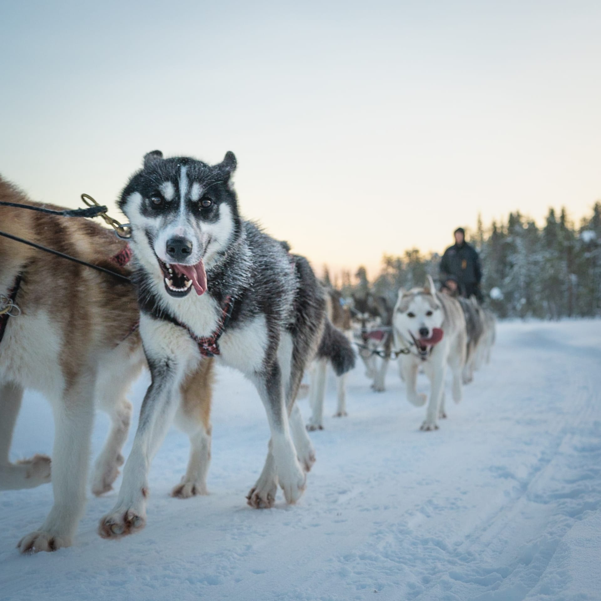 Husky ride