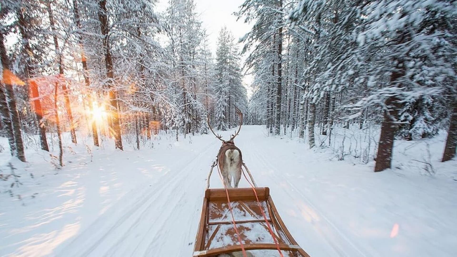 Forest Trail Reindeer Safari