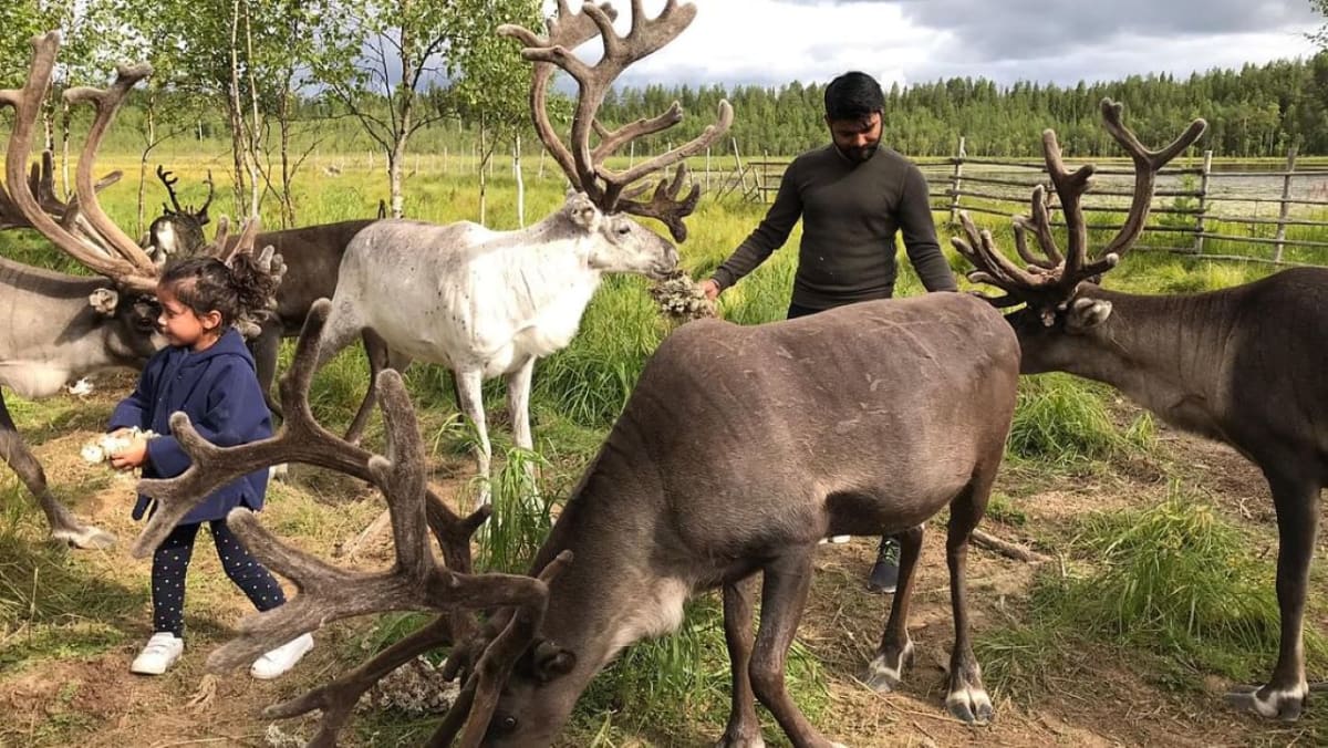 Visit Lappish Reindeer Farm in the Summer