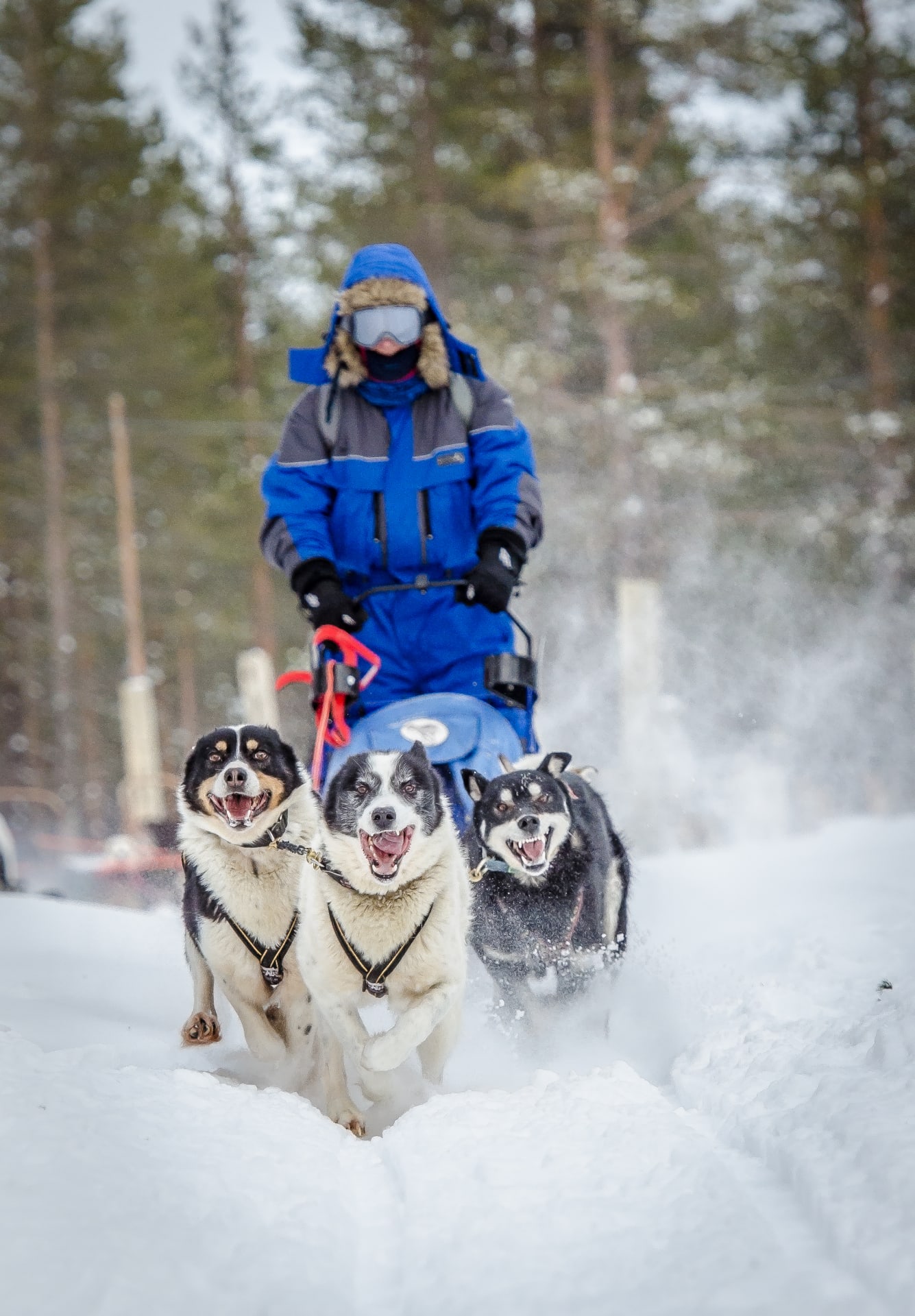 Musher during dog sledge ride