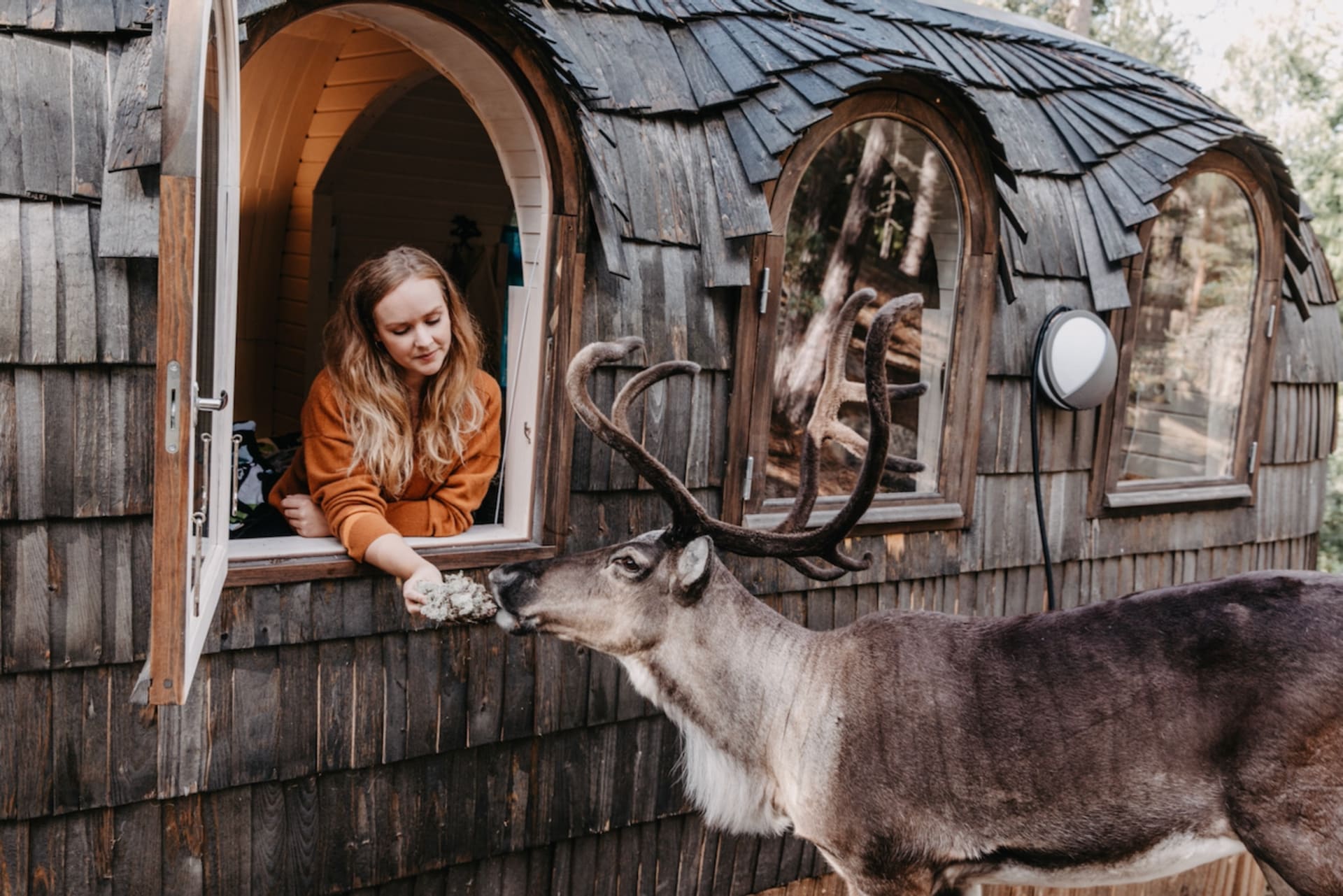 Reindeer feeding.