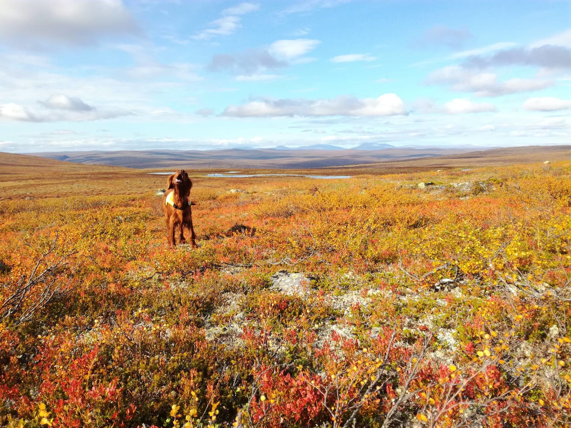 Autumns colors (ruska) on the fells of Utsjoki.