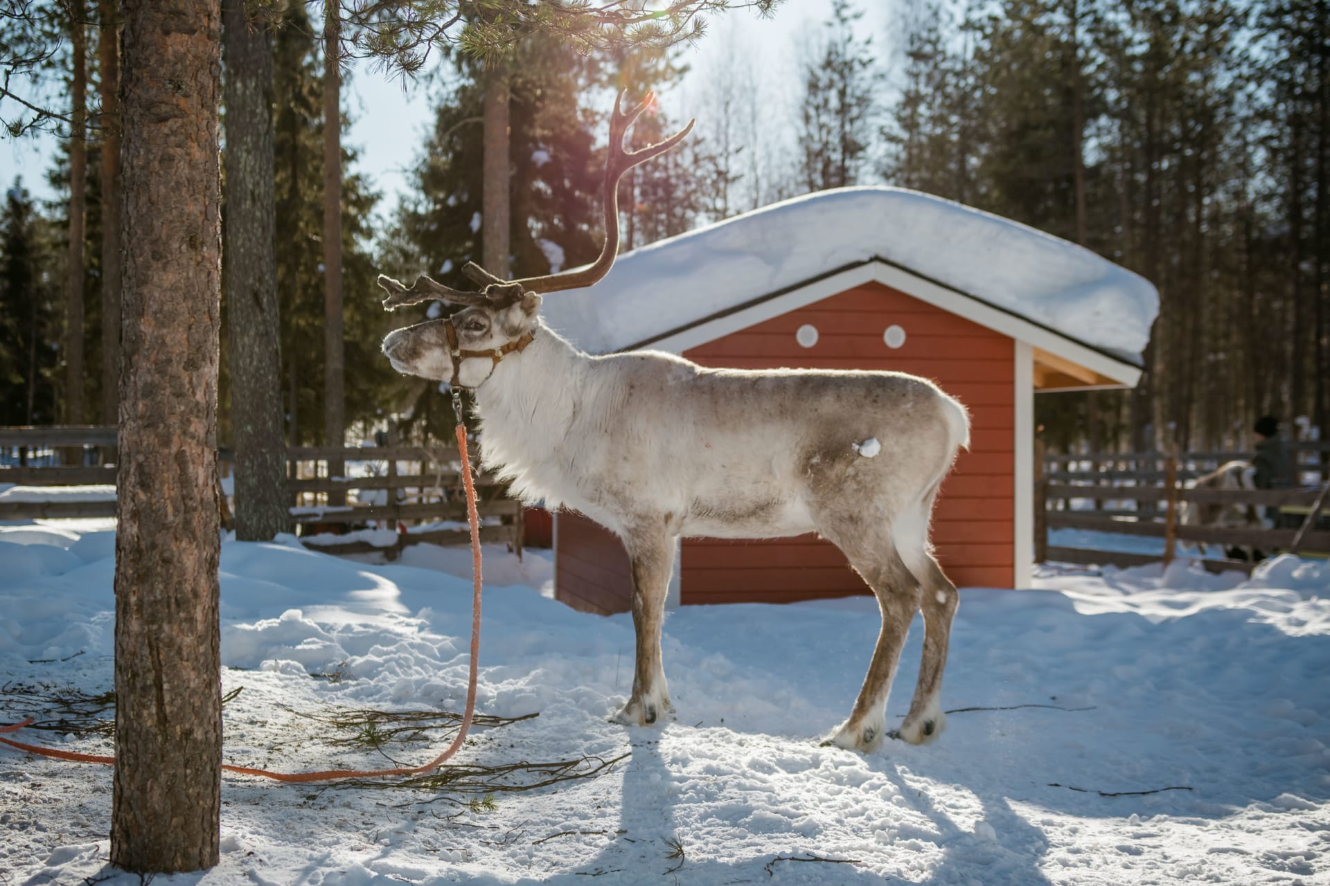 Reindeer 