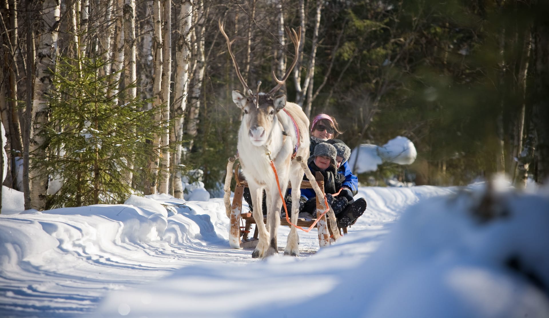 Reindeer ride