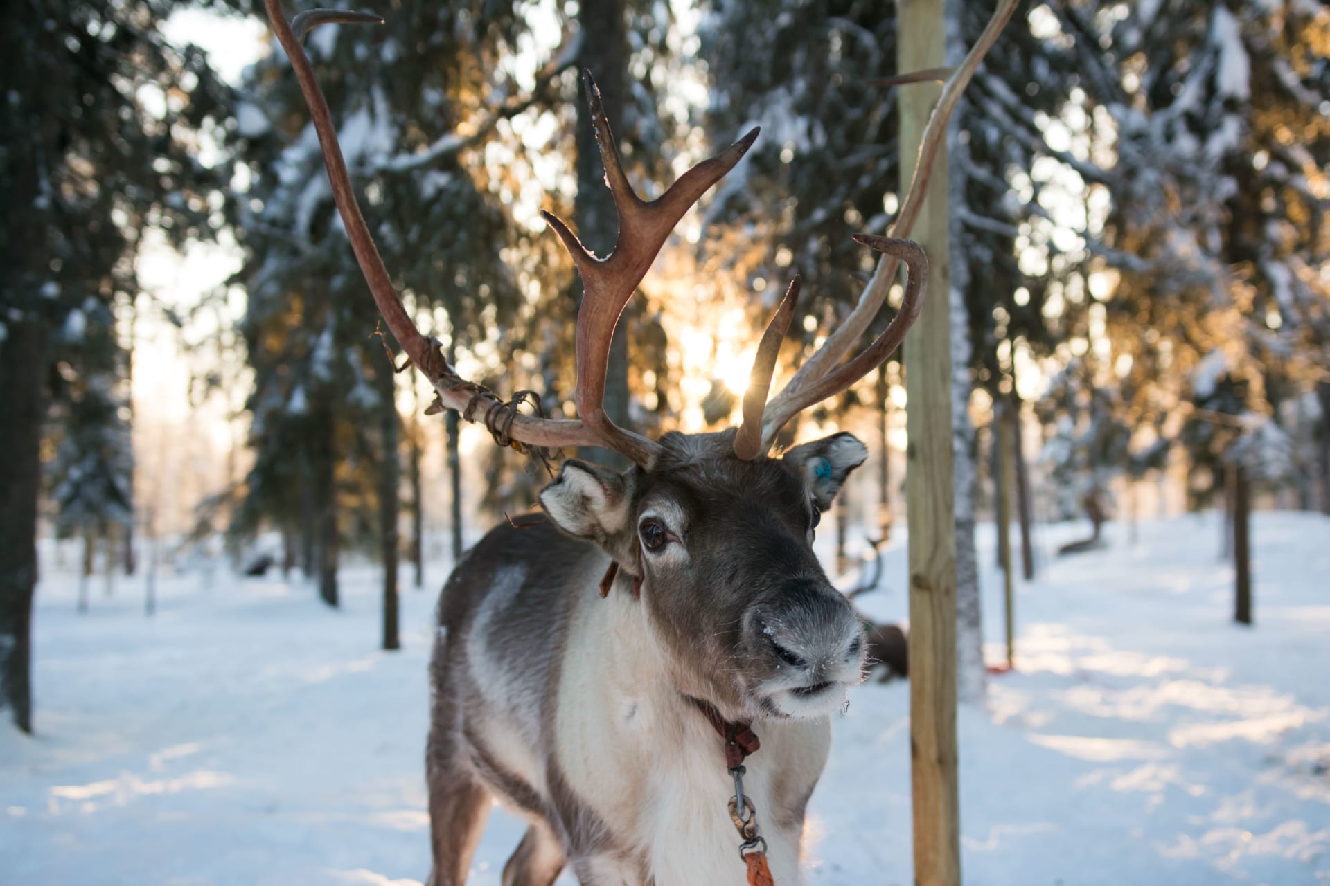 Reindeer