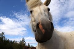 Yöttömän yön vaellus islanninhevosilla Levillä klo 21