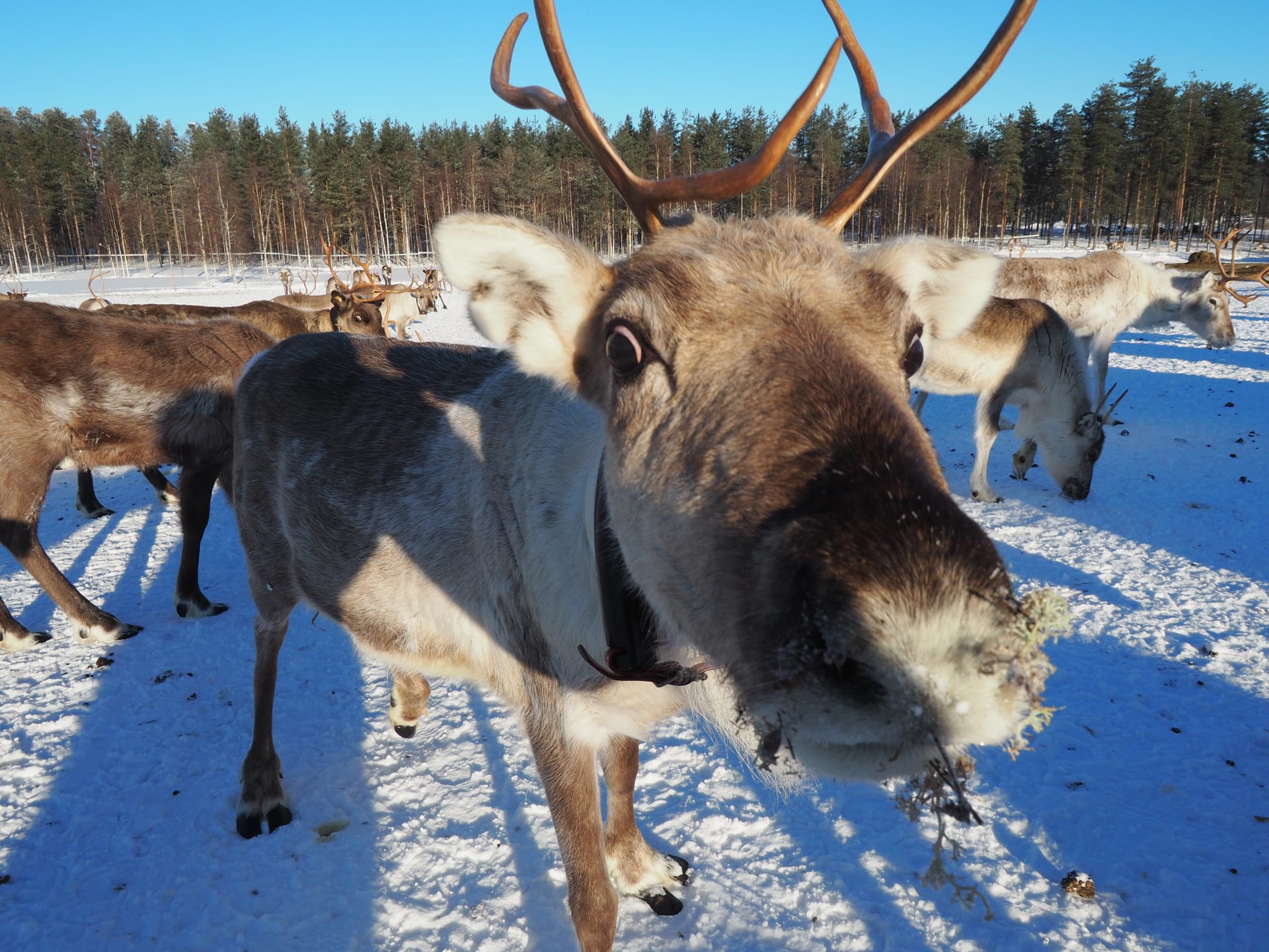 Reindeer farming