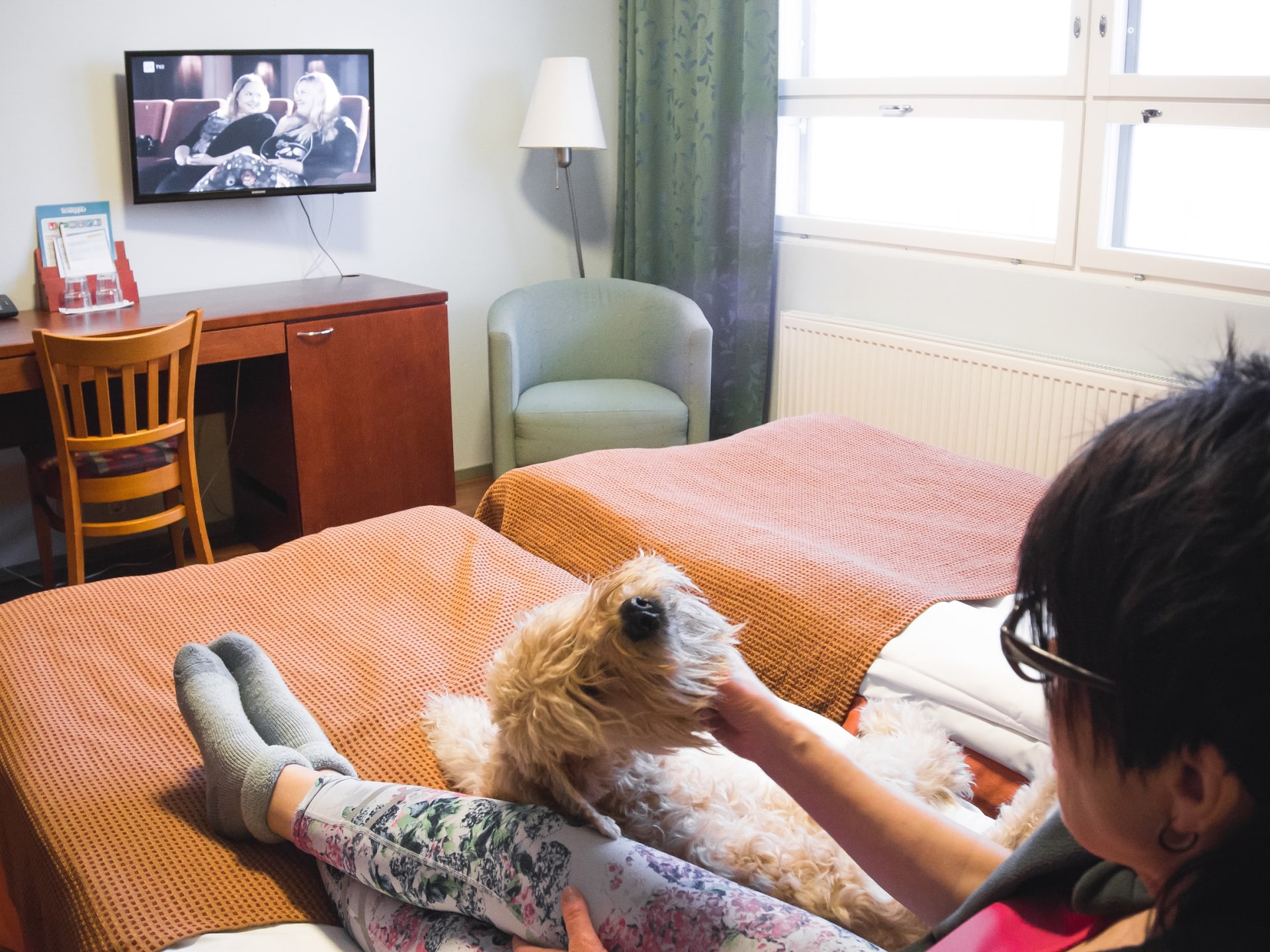 Vesileppis hotel room with a dog