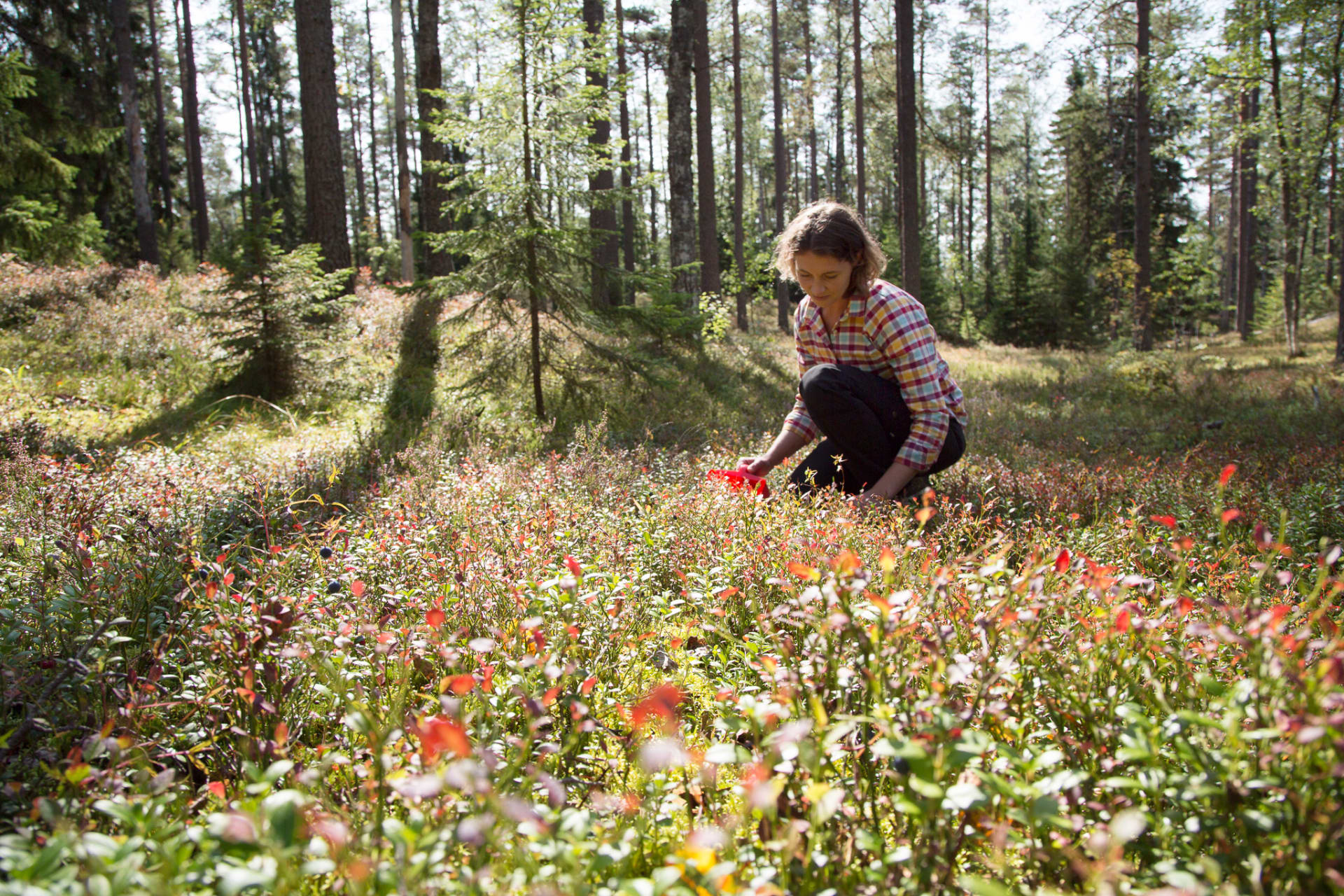 Woman picking berries in Lauhanvuori National park