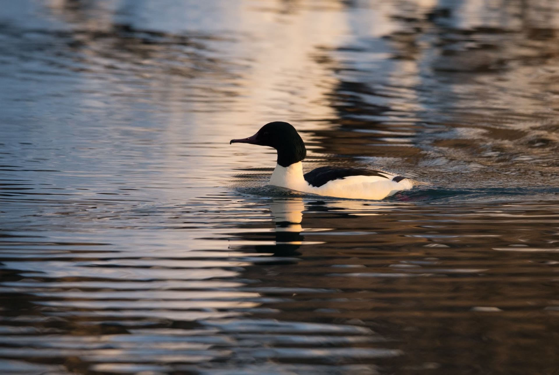 Merganser in the southern coast of Finland