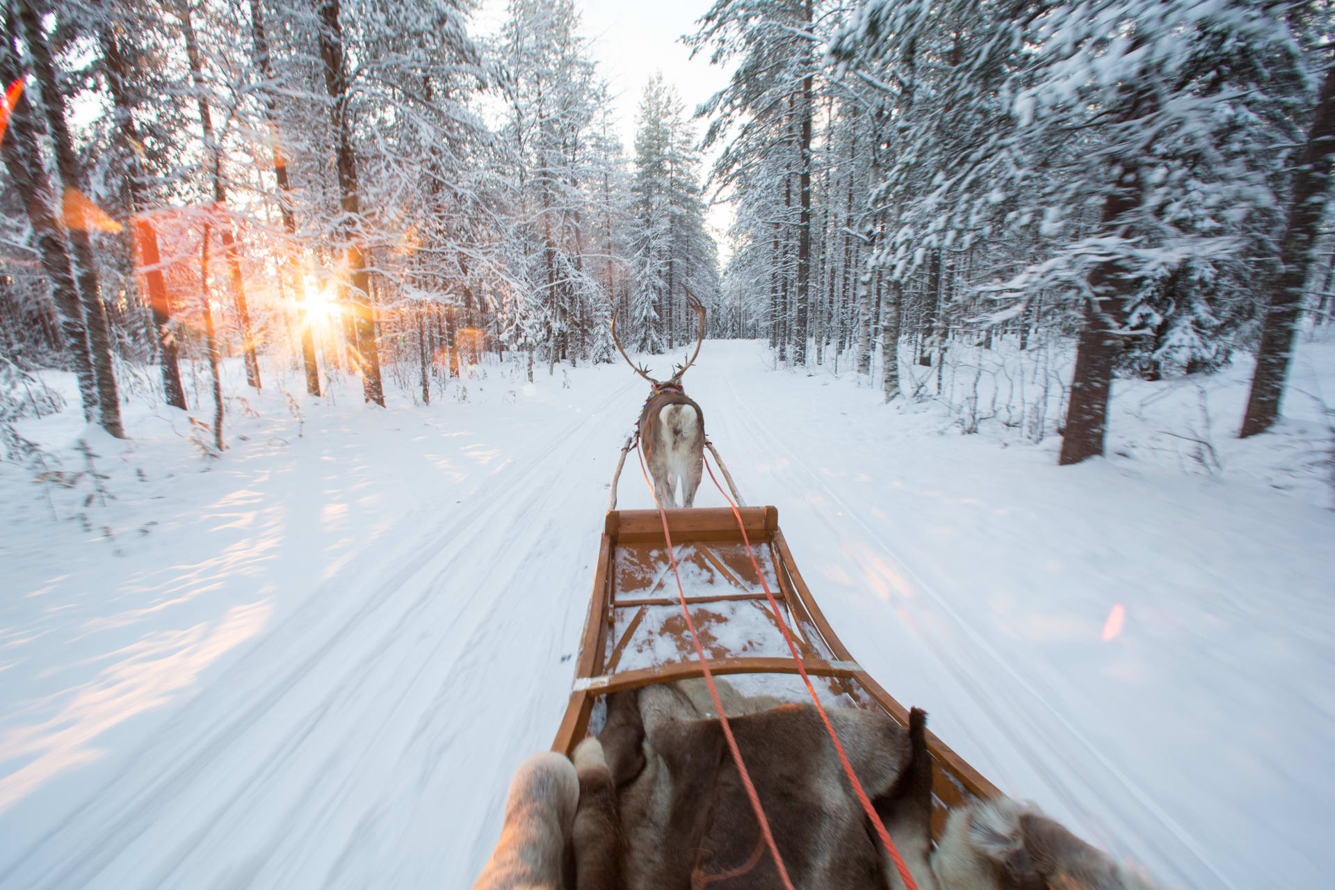 Winter experience by reindeer sleigh ride in Santa Claus Village